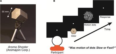 Olfactory Stimulation Modulates Visual Perception Without Training